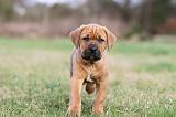 TOSA INU 177